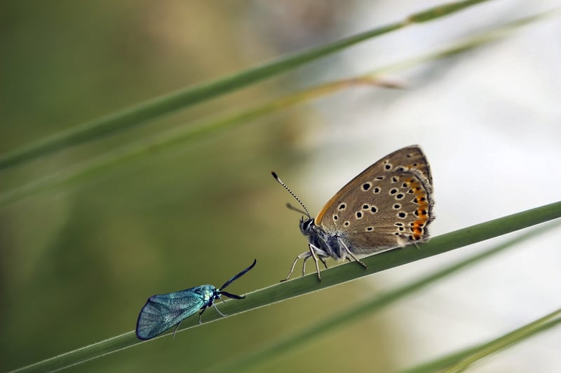 Butterfly Effect Image